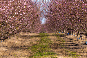 Peach Tree Blossums   Johnston SC 07978