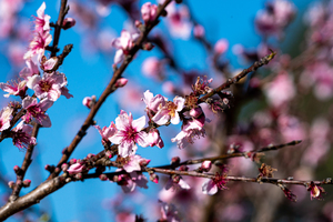 Peach Tree Blossums   Johnston SC 08001