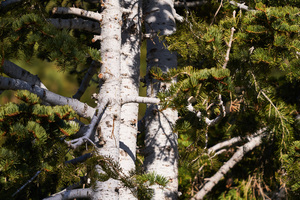 Pine Tree   Lake Tahoe CA 7R309527