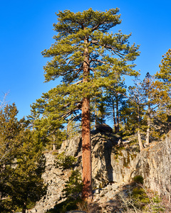 Pine Tree   Lake Tahoe CA A7307802