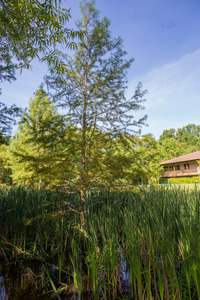 Reed Creek Nature Park   Martinez GA 0123