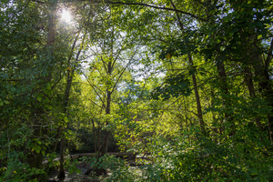 Reed Creek Nature Park   Martinez GA 0125