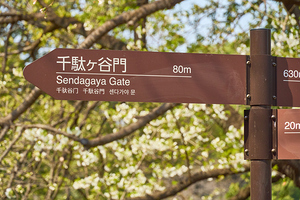 Shinjuku Gyoen   Tokyo Japan A6400349