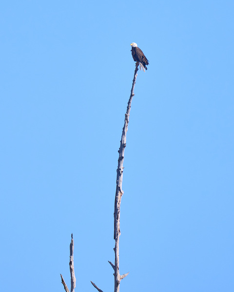 Bald Eagle at Phinizy Swamp   Augusta GA SA100469 Print