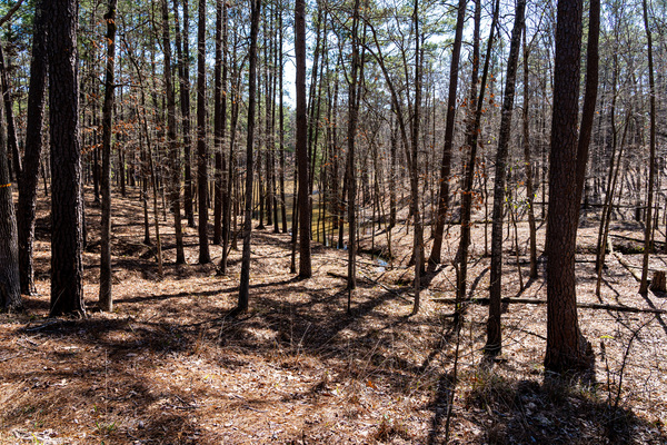 Mistletoe State Park   Appling GA 4714 by Sanjeev Singhal