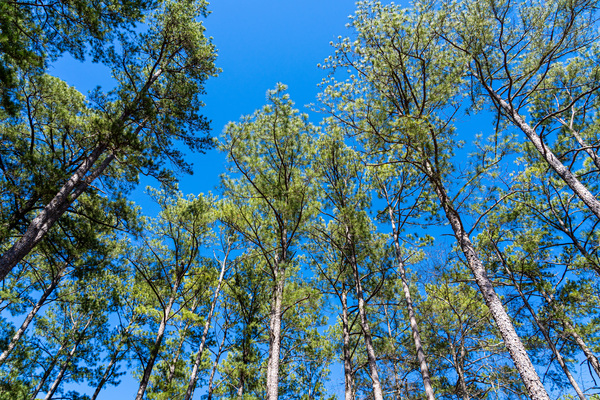 Mistletoe State Park   Appling GA 4721 by Sanjeev Singhal