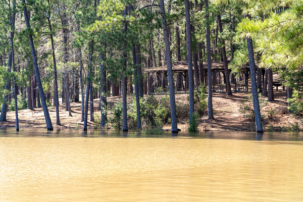 Mistletoe State Park   Appling GA 4741 by Sanjeev Singhal