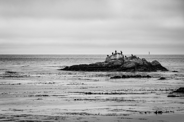 Monterey Peninsula 1399 by Sanjeev Singhal