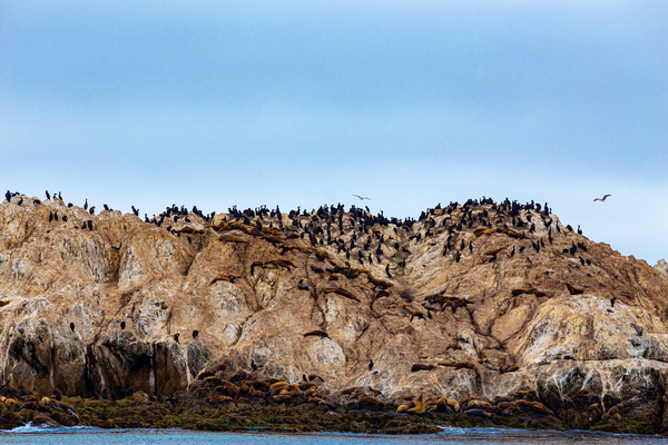 Monterey Peninsula 1427 by Sanjeev Singhal