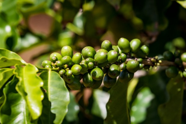 Kauai Coffee Company   Hawaii 0150 Print