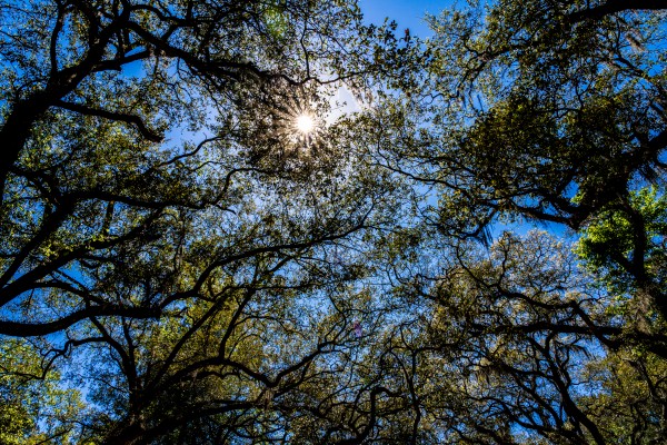 Wormsloe Plantation   Savannah 04433 Print