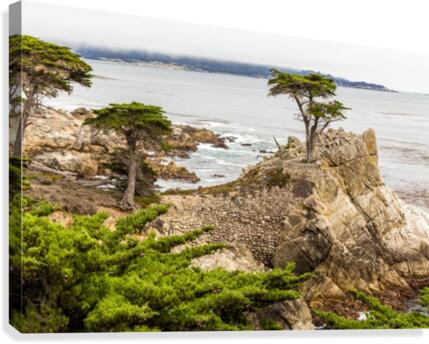 Lone Cypress at Pebble Beach 1513  Canvas Print