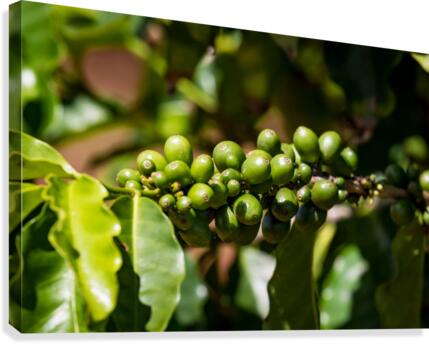 Kauai Coffee Company   Hawaii 0150 Canvas Print