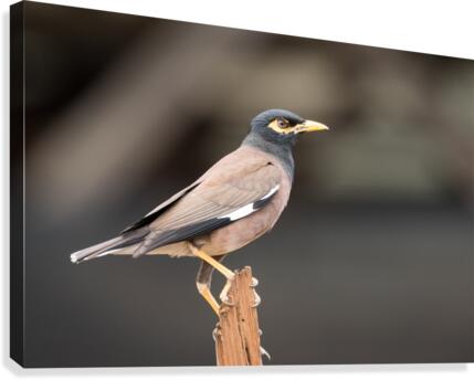 Mynah Bird   Kauai Hawaii 1251  Canvas Print