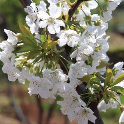 Spring cherry