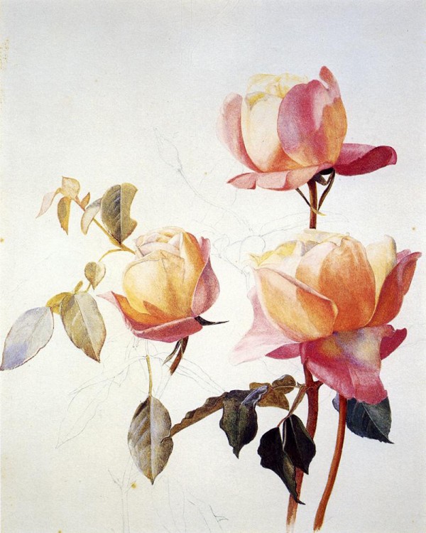 Florentine Roses Print