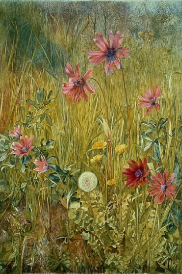 Wild flowers Print