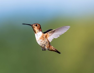 Rufus Hummingbird