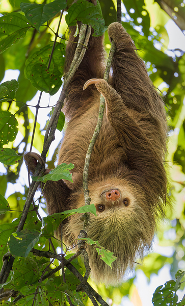Two Toed Sloth by Wild Sight Studio
