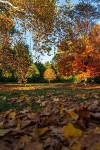 Fall Colours