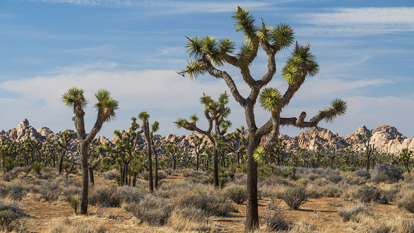 Joshua Trees by Jacob Marsh Photography