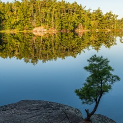 Little tree in Muskoka