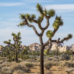Joshua Tree