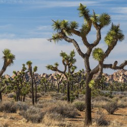 Joshua Trees