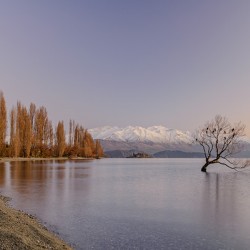 The Wanaka Tree