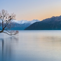 That Wanaka Tree