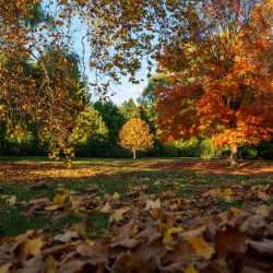 Fall Colours