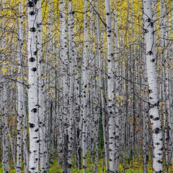 Aspens