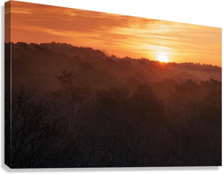Landes forest  Canvas Print