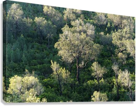 Mediterranean forest Canvas Print