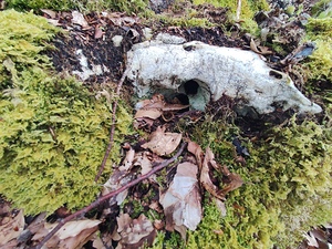 .trashed 1717284546 IMG 20240420 172757