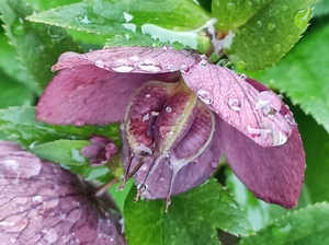 Purple interesting tiny flower