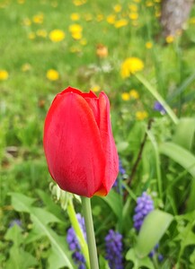 redtulipa