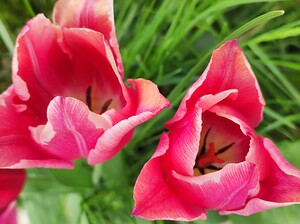 two tulips hopes