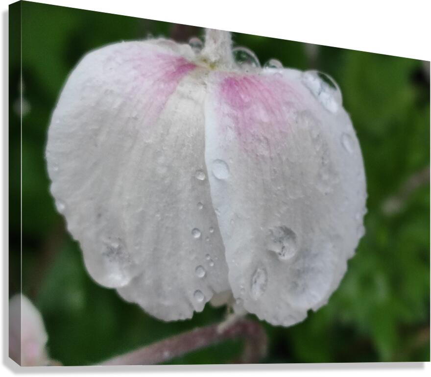 droponflowera Canvas Print