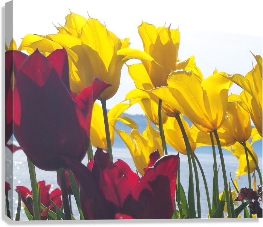 floresalrya Canvas Print