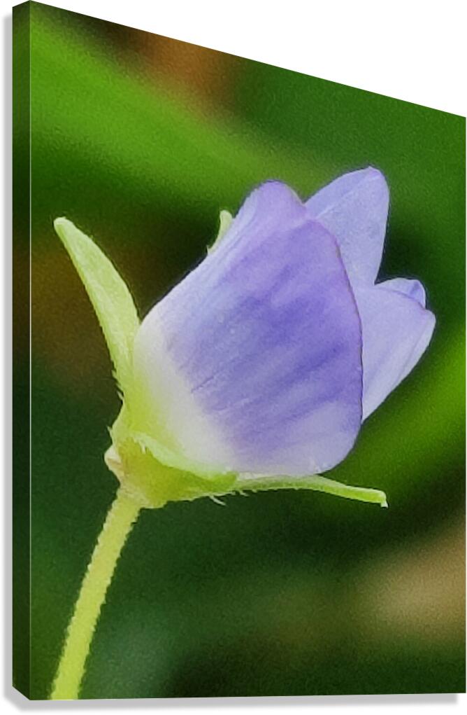 Blue tiny flower Canvas Print