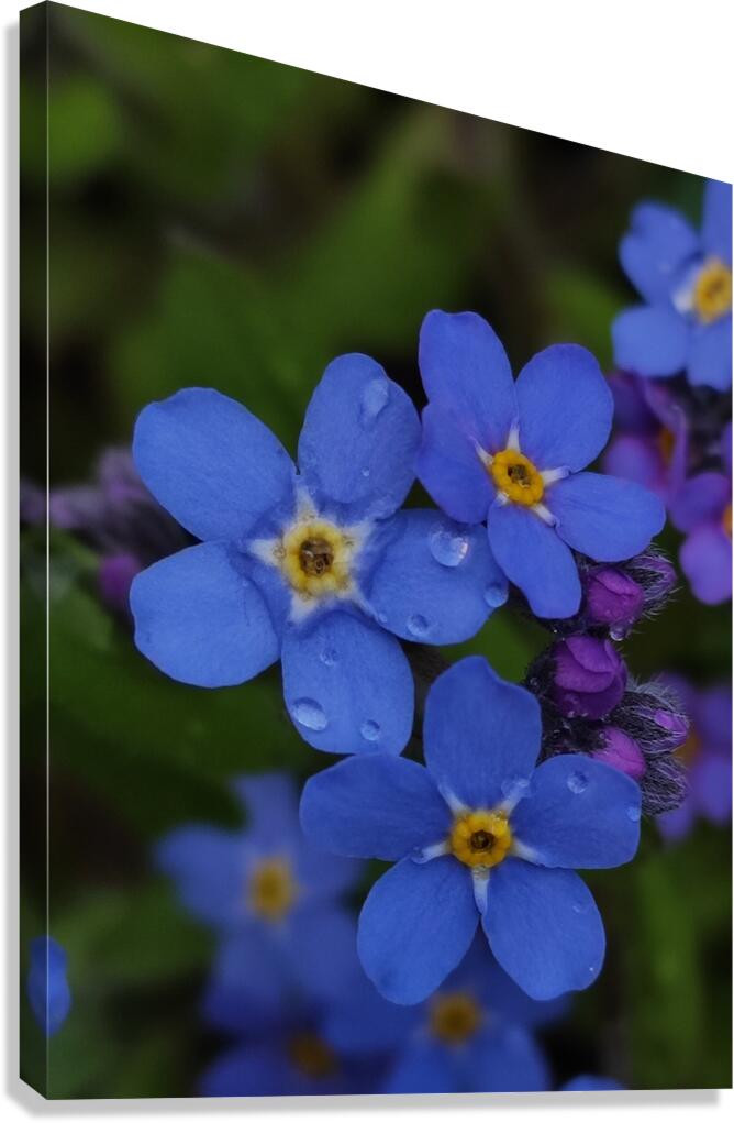 IMG 20240418 173857 Canvas Print