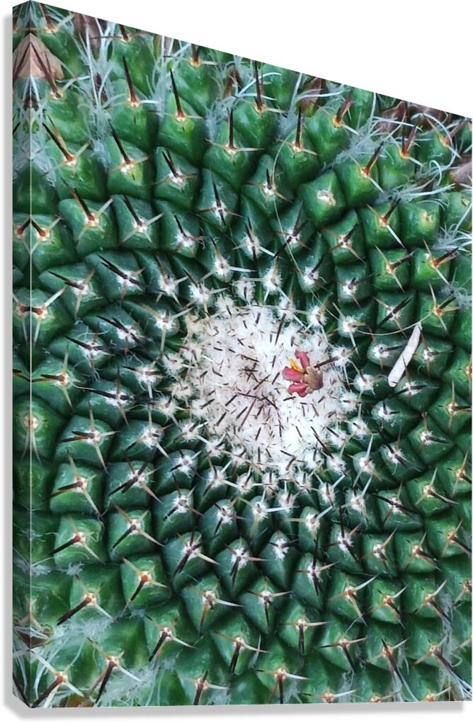 IMG 20240513 160259 Canvas Print