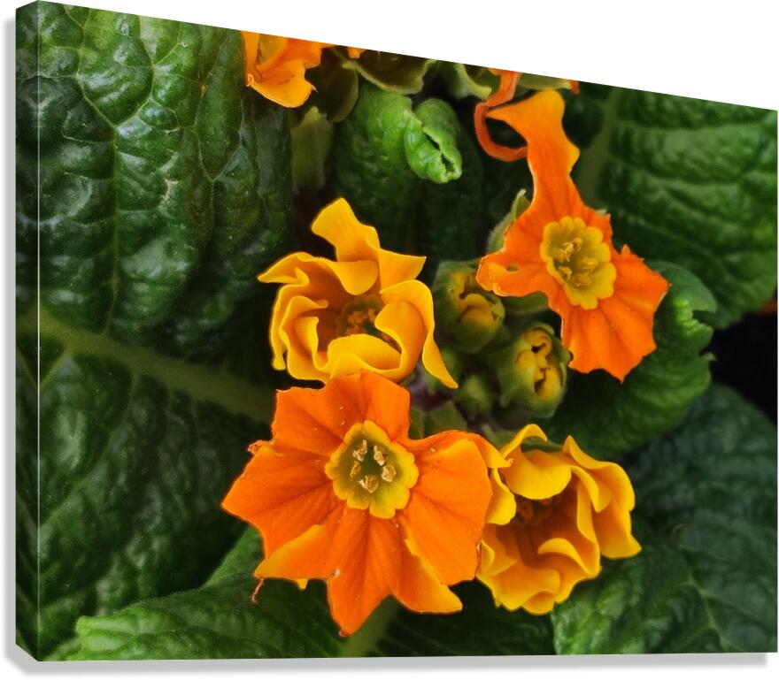 IMG 20240410 122004 Canvas Print