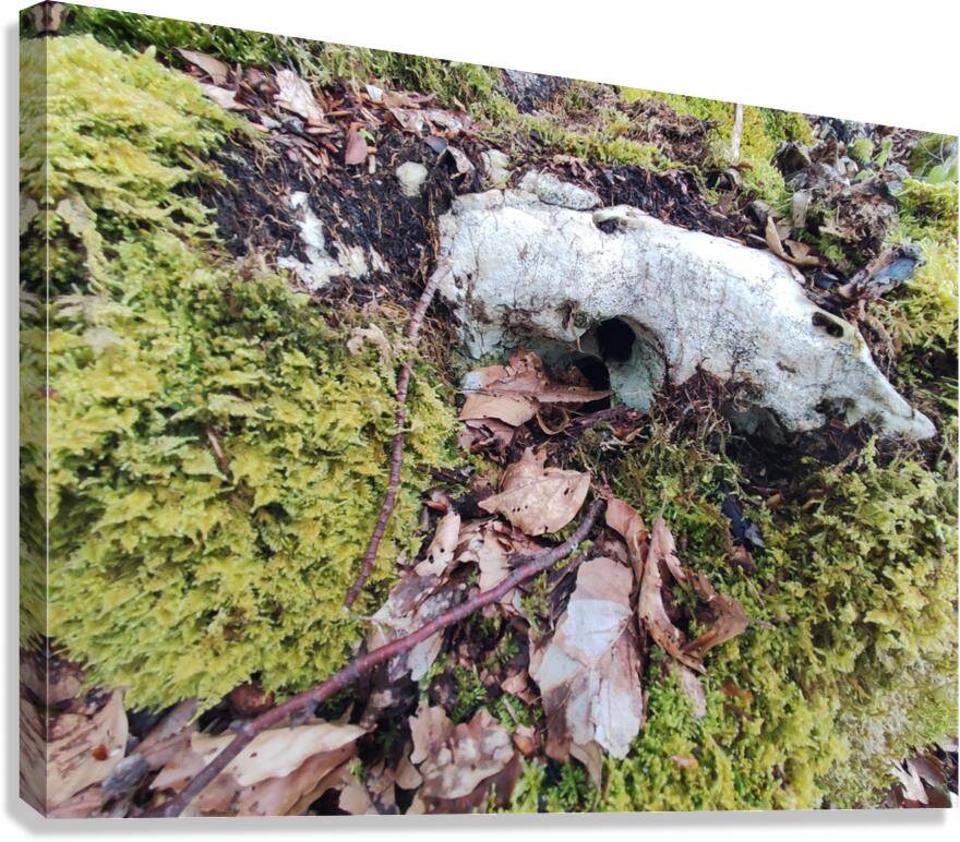 .trashed 1717284546 IMG 20240420 172757 Canvas Print