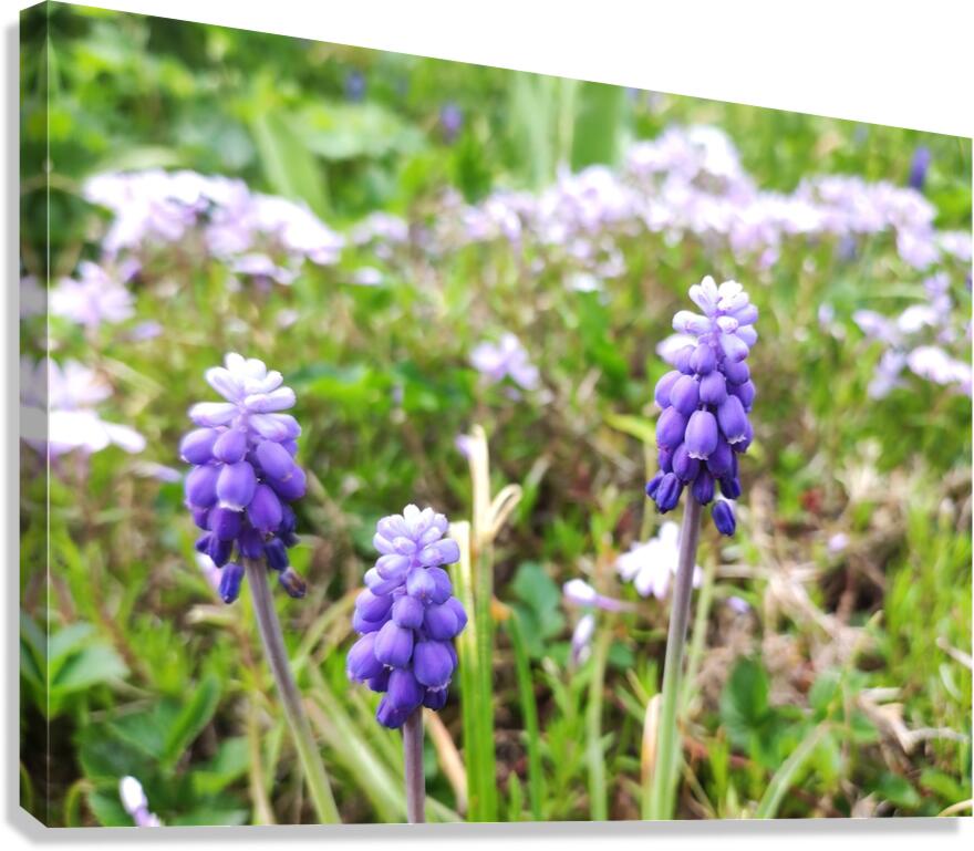 IMG 20240415 092828 Canvas Print