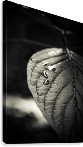 Waiting Canvas Print