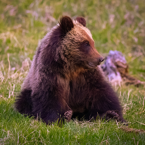 The Content Observer