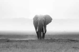 Majesty in Monochrome