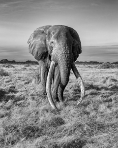 Monarch of the Savannah